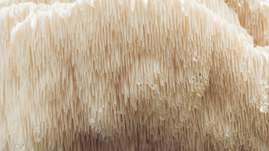 Reishi, Chaga, and Lion’s Mane: Mushrooms That Bring Calm and Clarity