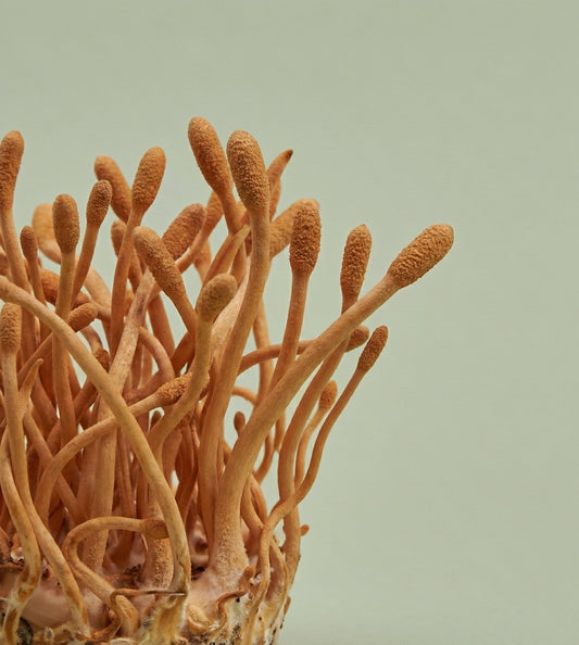 Cordyceps y Energía: el potencial de transformarnos